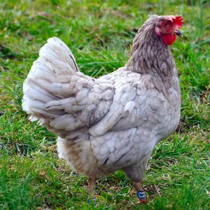 Chicken Shoes Gamefowl Rooster Supplies Rooster Booster Chicken Boots Mitt para Gallos Hen Gamefowl Supplies Fighting Protection 2 Pairs Bule and Red